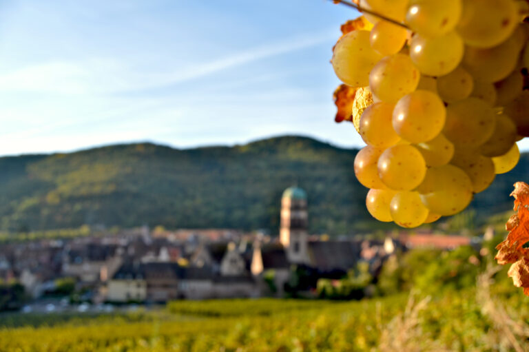 Grappe de raisin dans le vignoble de Kaysersberg