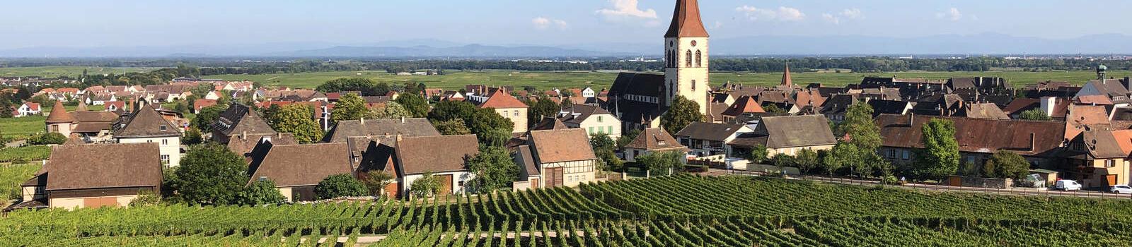 Vignoble d'Ammerschwihr dans la vallée de Kaysersberg